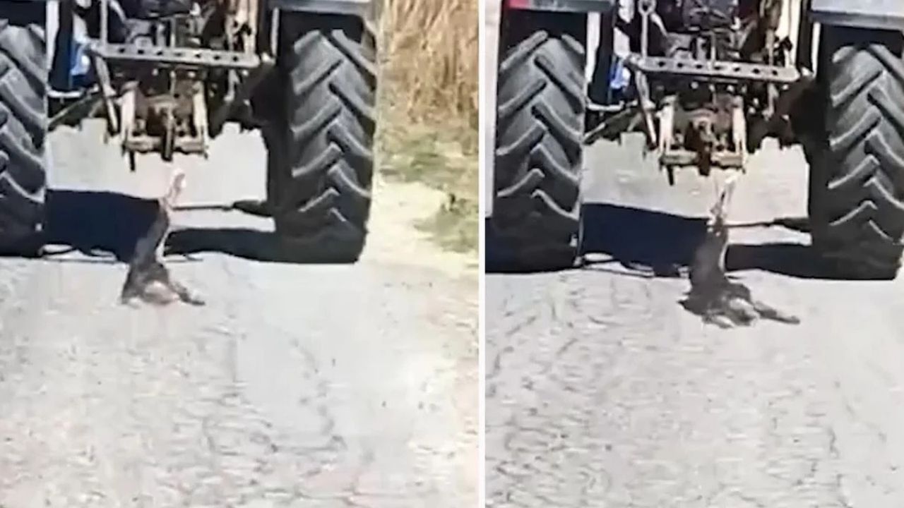 Kahramanmaraş’ta Köpeği Traktörle Sürüklediği İddia Edildi