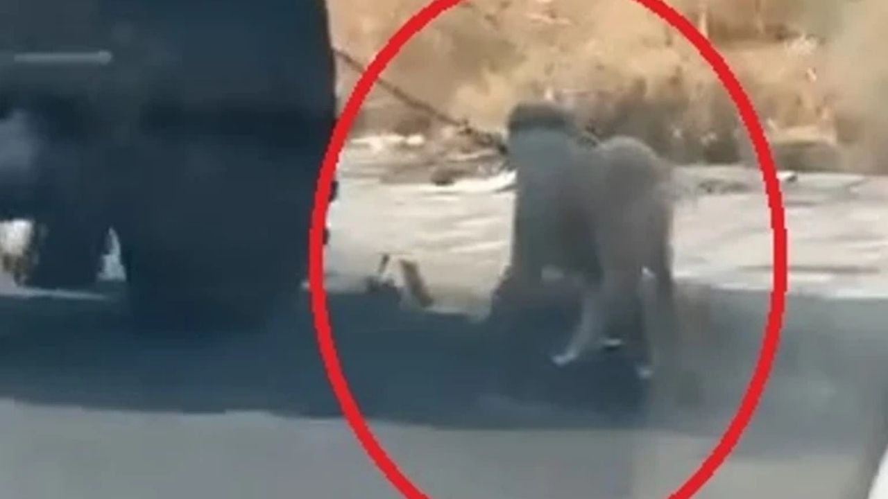 Diyarbakır’da Vicdansızlık Kamerada: Köpeği Traktöre Bağladı