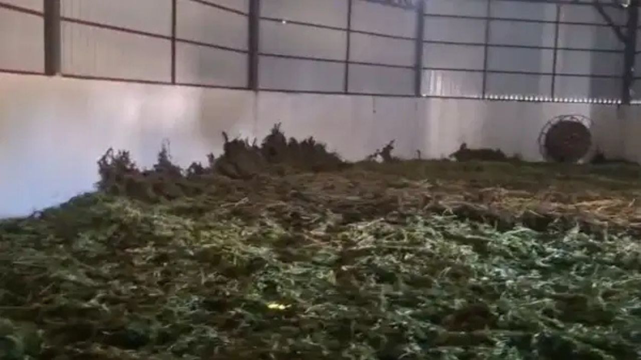 Diyarbakır’da 2,2 ton esrar ele geçirildi: 3 şüpheli tutuklandı