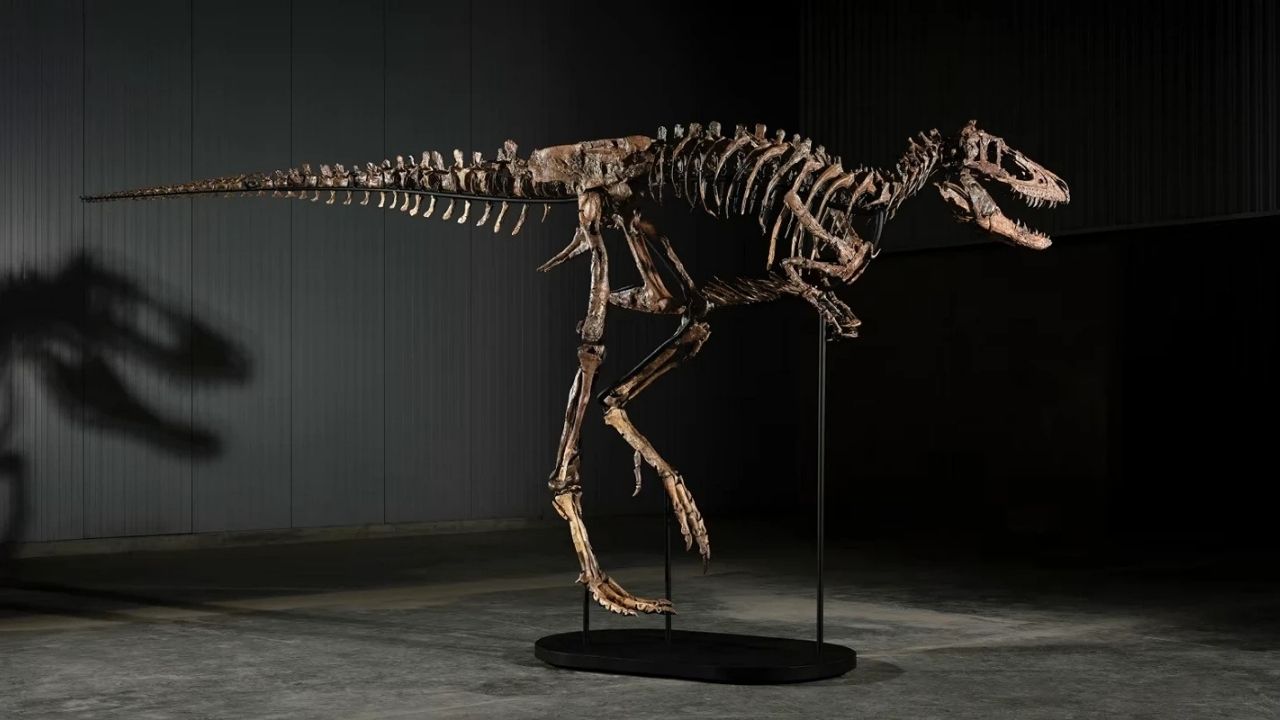 67 Milyon Yıllık Dinozor Fosili Açık Artırmada 47,3 Milyon Dolara Satıldı
