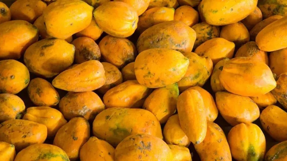 Kabızlığa Karşı Doğal Çözüm: Uzmanlar Papaya’yı Öneriyor