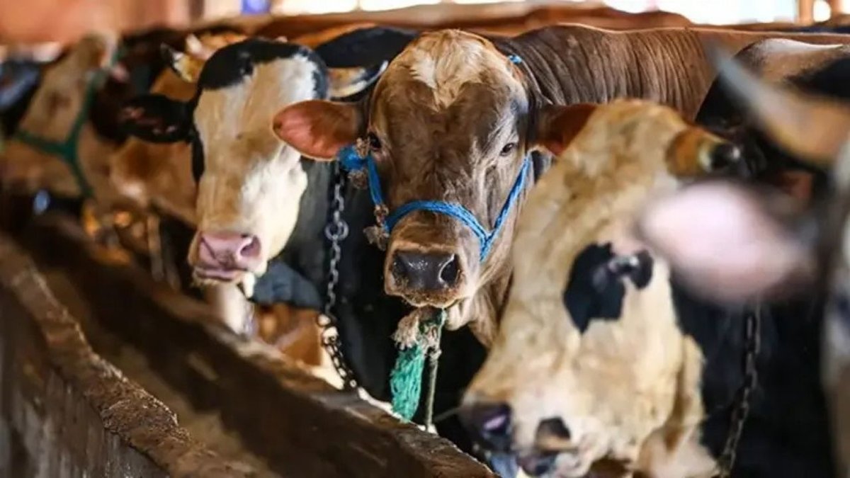 ESK, Kurban Bayramı’nda Satılamayan Kurbanlıkları Satın Alacak: Fiyatlar ve Başvuru Detayları Açıklandı